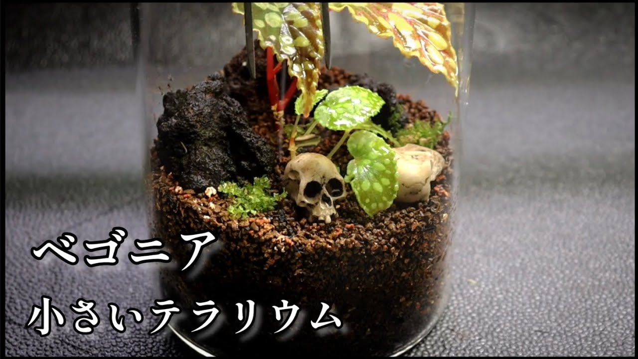 ベゴニアを使用してテラリウムを作りました　