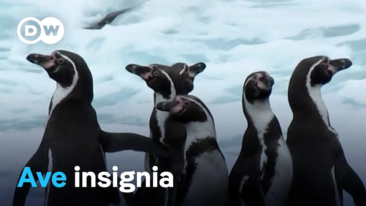 El pingüino de Humboldt