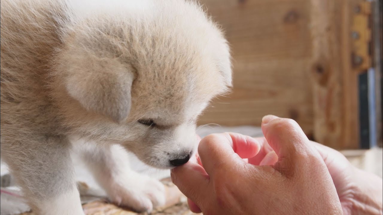 じいちゃんの秋田犬【子育て編】＃5　ママの愛情をたっぷり受ける安らぎの日々