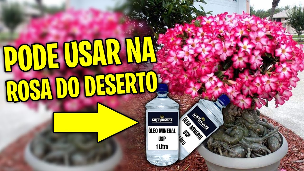 🤔Pode usar ÓLEO MINERAL na Rosa do Deserto? #cidoresponde 6