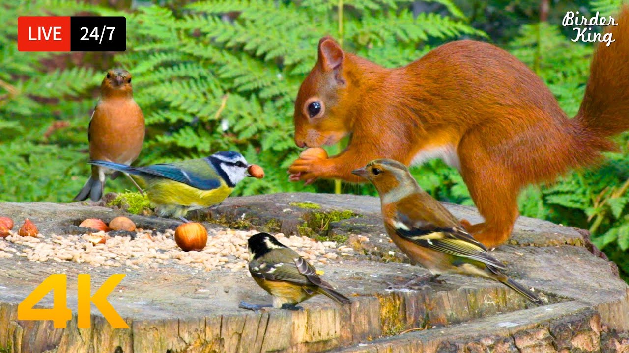 🔴 24/7 LIVE: Cat TV for Cats to Watch 😺 Eye-catching Birds and Red Squirrels 4K HDR