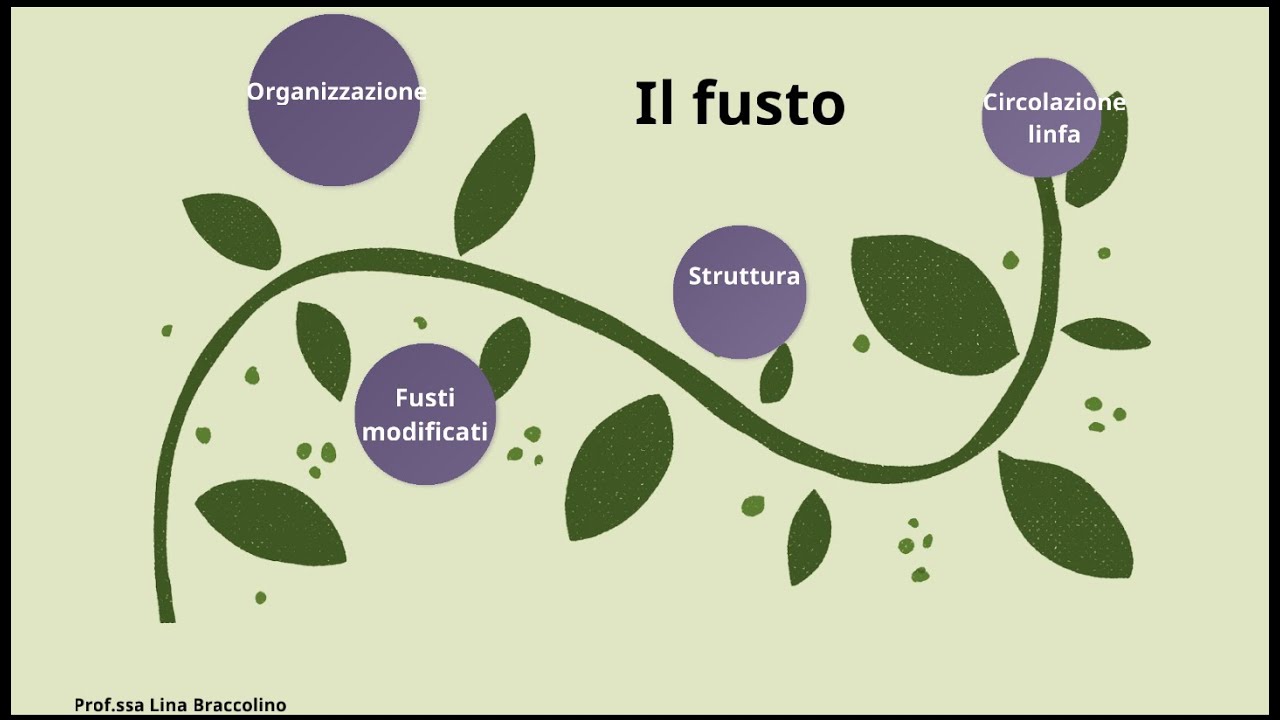 Il fusto