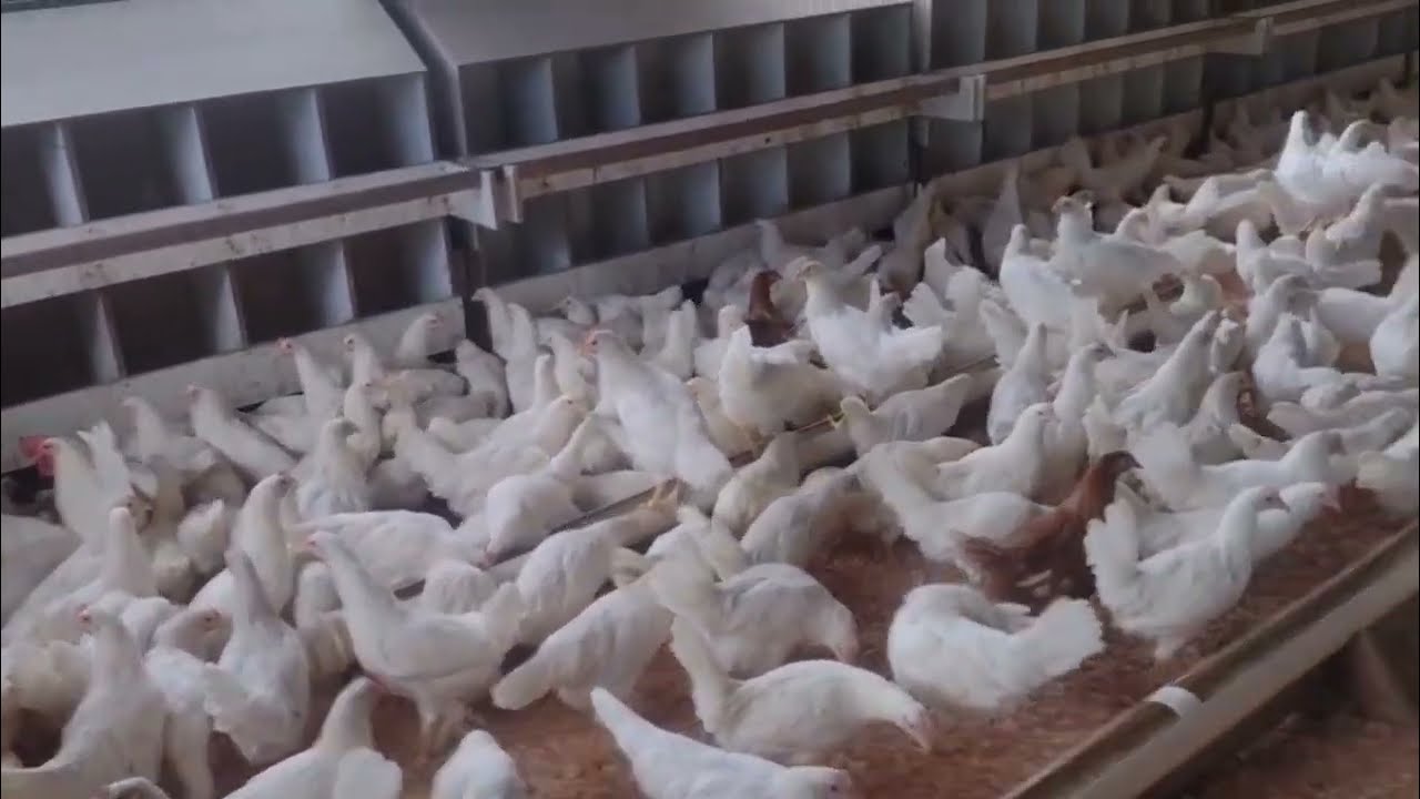 AS PINTAINHAS CRESCERAM, NECESSITAM DE UM NOVO ESPAÇO.