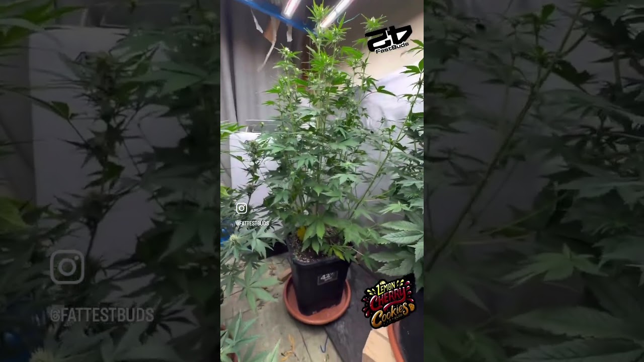 My current Run! Full of Fastbuds!  in soil, With advanced nutrients .#cannabisdaily #indoorplants