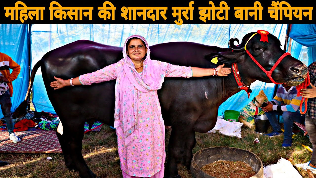 महिला किसान की शानदार मुर्रा झोटी रूबी बानी चैंपियन NDRI Karnal Haryana 2020 राष्ट्रीय डेरी मेले