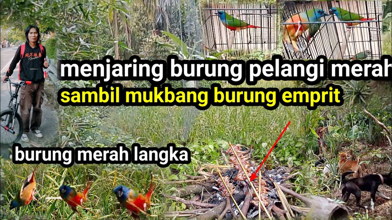 Menjaring burung emprit merah yang langka 
