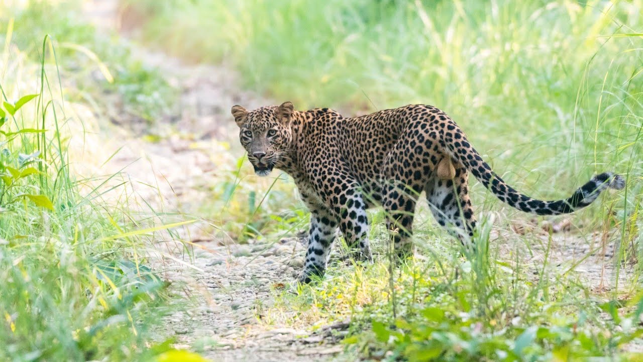Jungle Safari in Bardia National Park, Leopard, Sep-6-2022