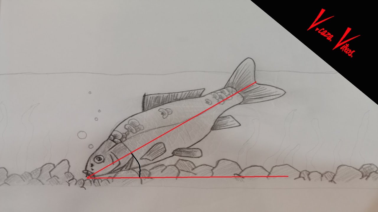 COMO PESCAR CARPAS CON SEÑUELOS, que carpas pueden picar a señuelos.