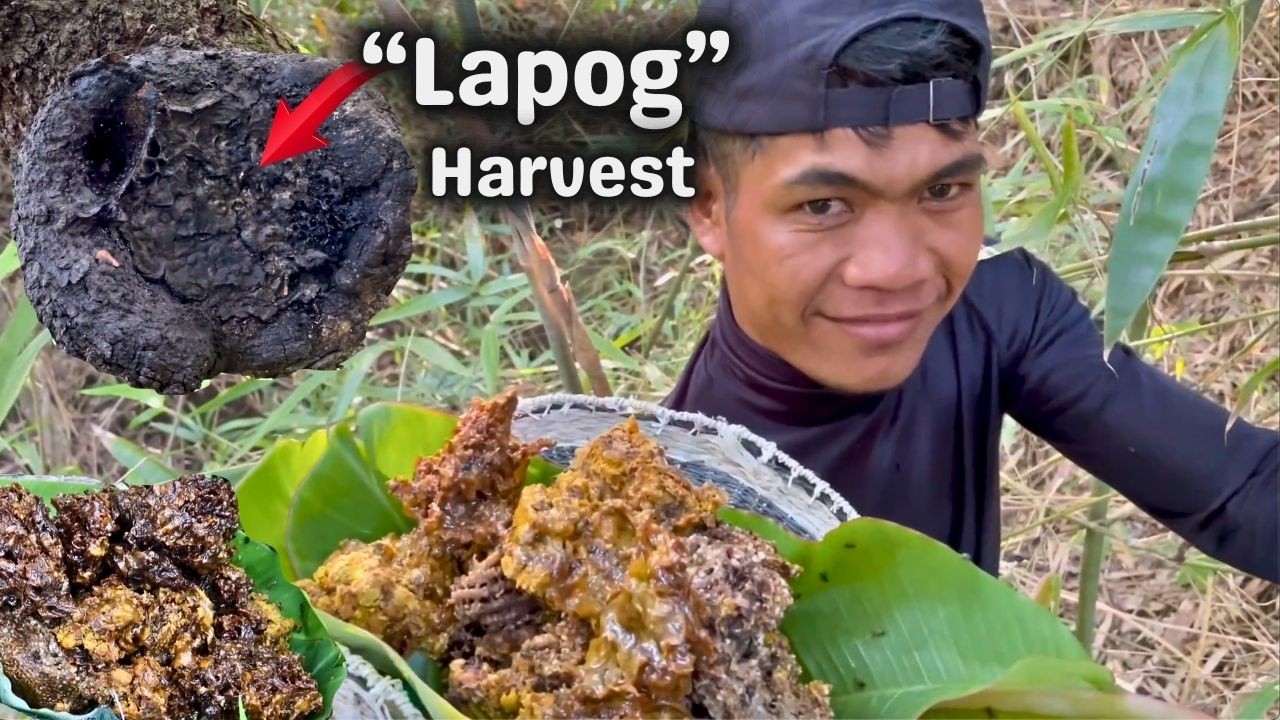 Harvest ng Lapog sa loob ng Kahoy ang daming katas | BUNDOK ADVENTURE | BUHAY PROBINSYA