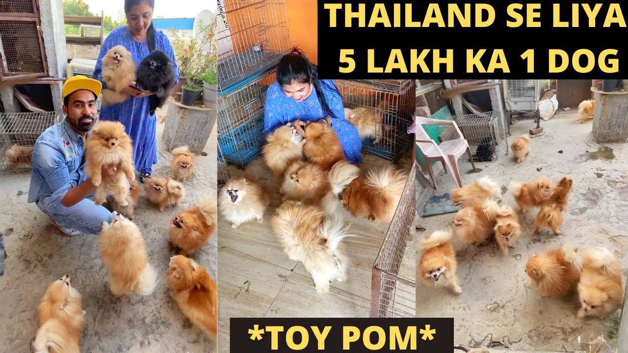 1 crore ka Imported dog collection In India 😱 - *100+ Toy Poms*