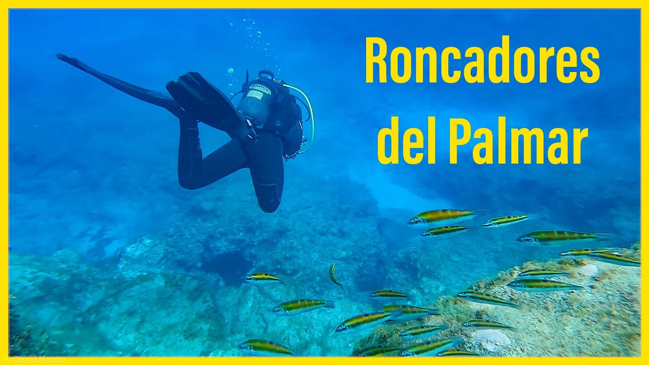 Diving in Tenerife part-2: Roncadores del Palmar