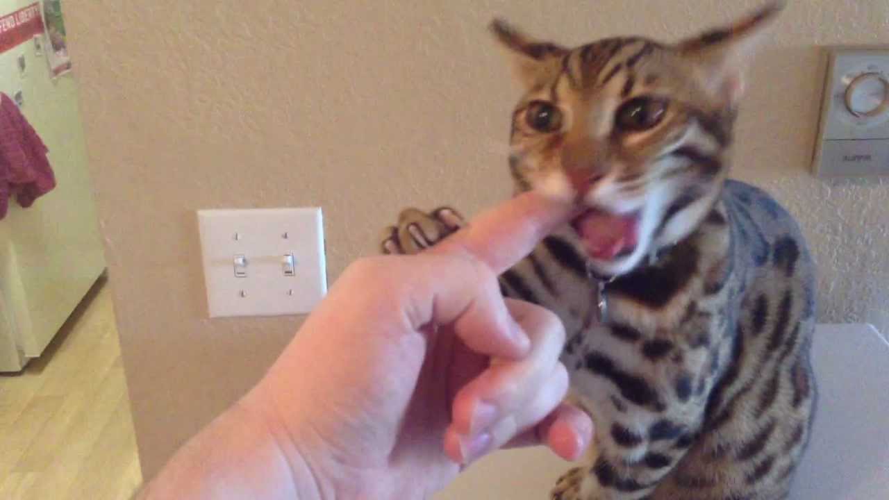 F1 Bengal Hybrid Welcoming Us Home