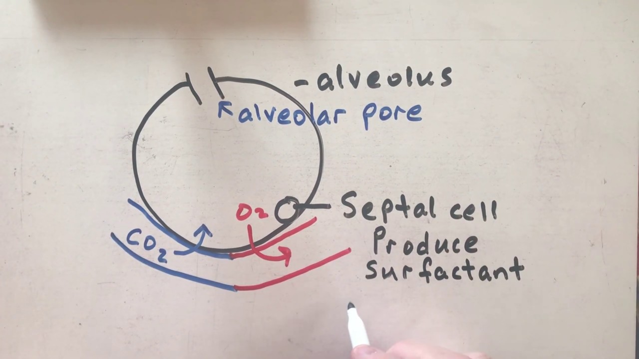 The Alveoli