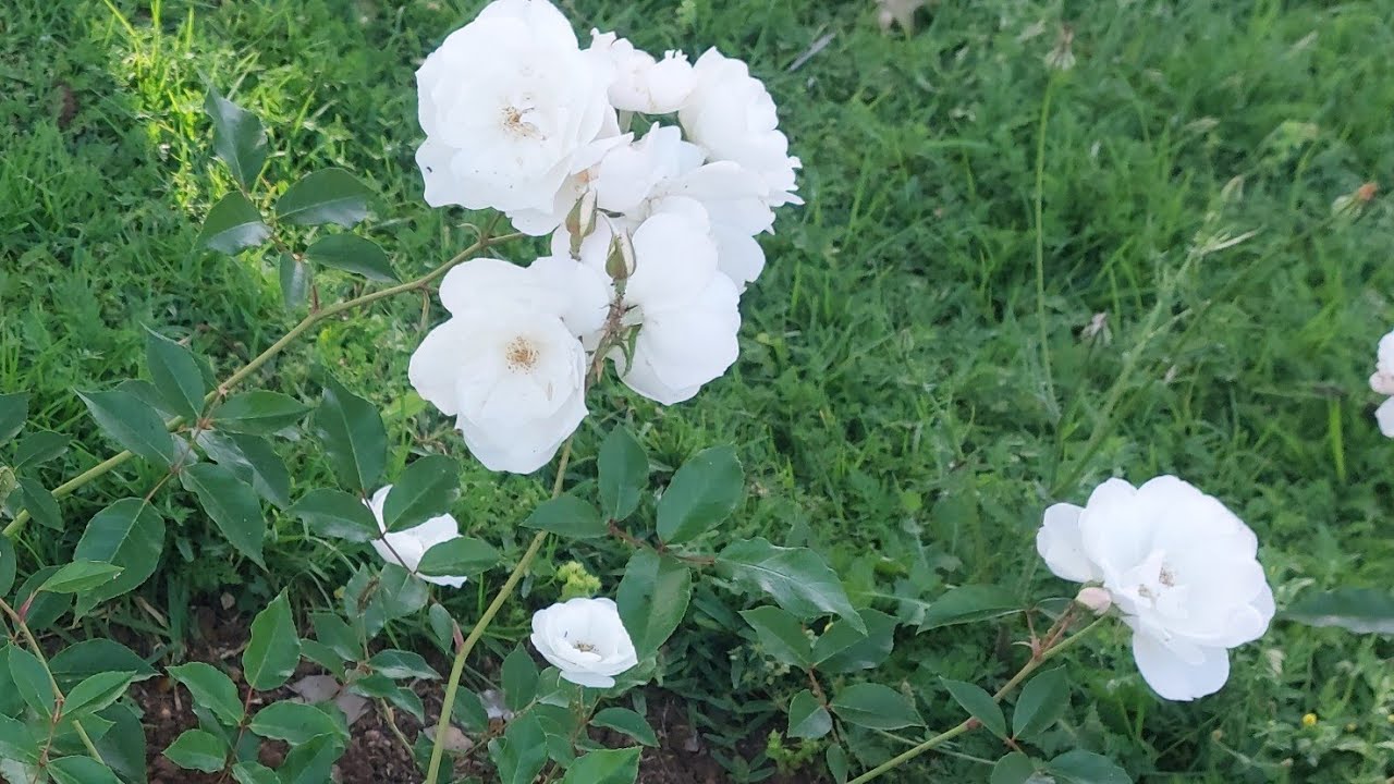 صباح الخير