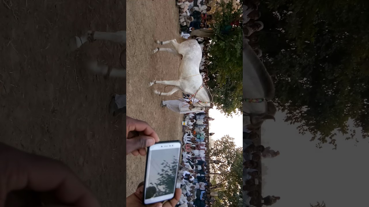 Ghodi dance by bhagvansingh Rajgarh in kanavar mela 7732873545