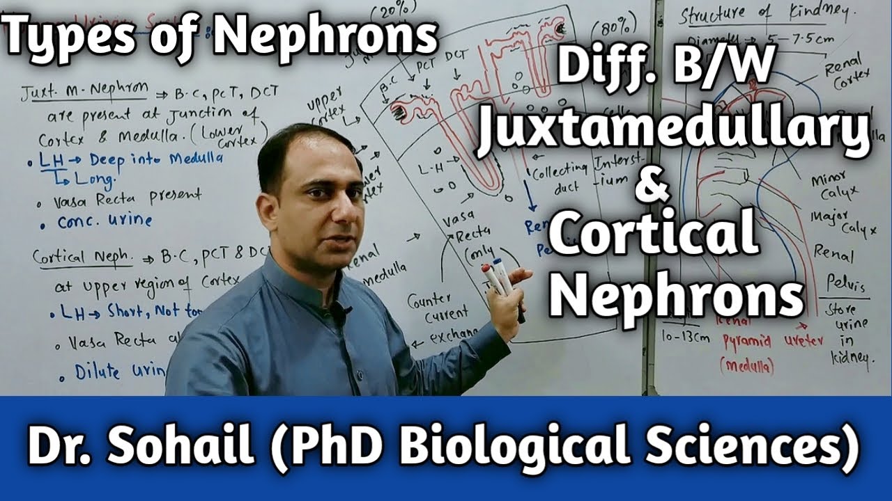 Difference Between Cortical & Juxtamedullary Nephrons | MDCAT Biology | NEET Biology | 12th Biology