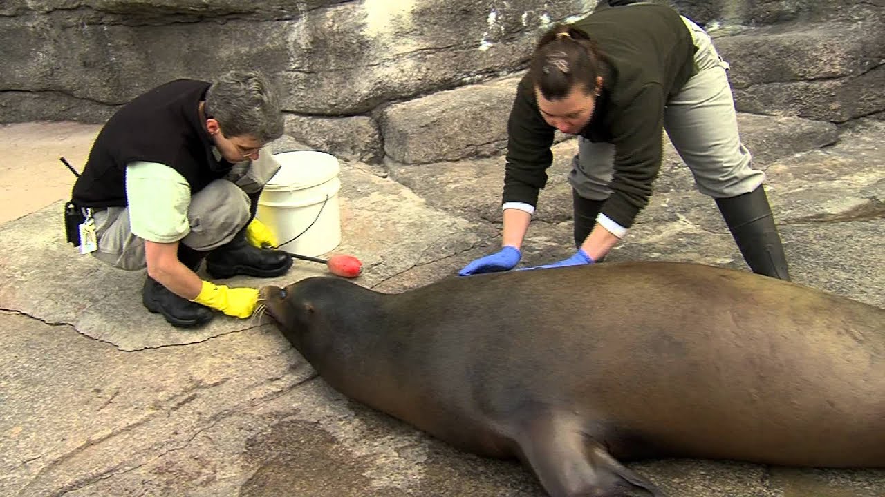 Sea Lion Training - Cincinnati Zoo