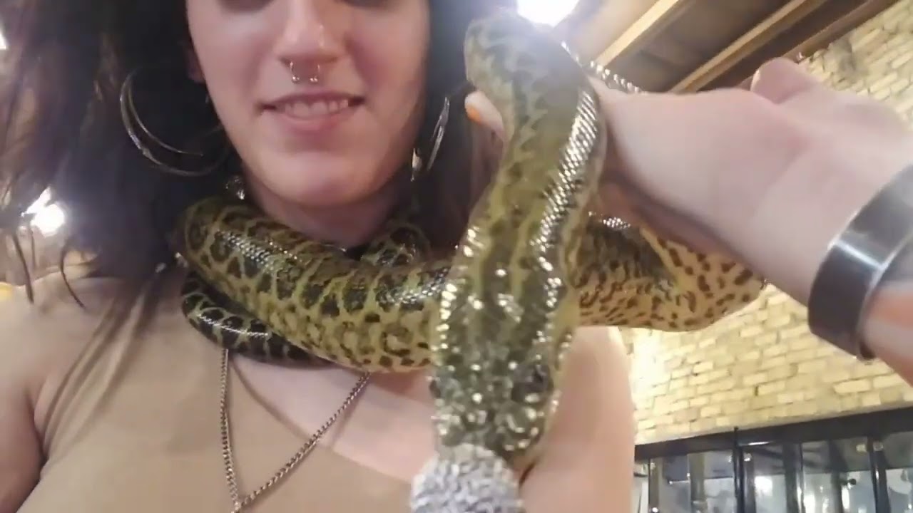 Interviewing animals with a tiny mic  @clintsreptiles