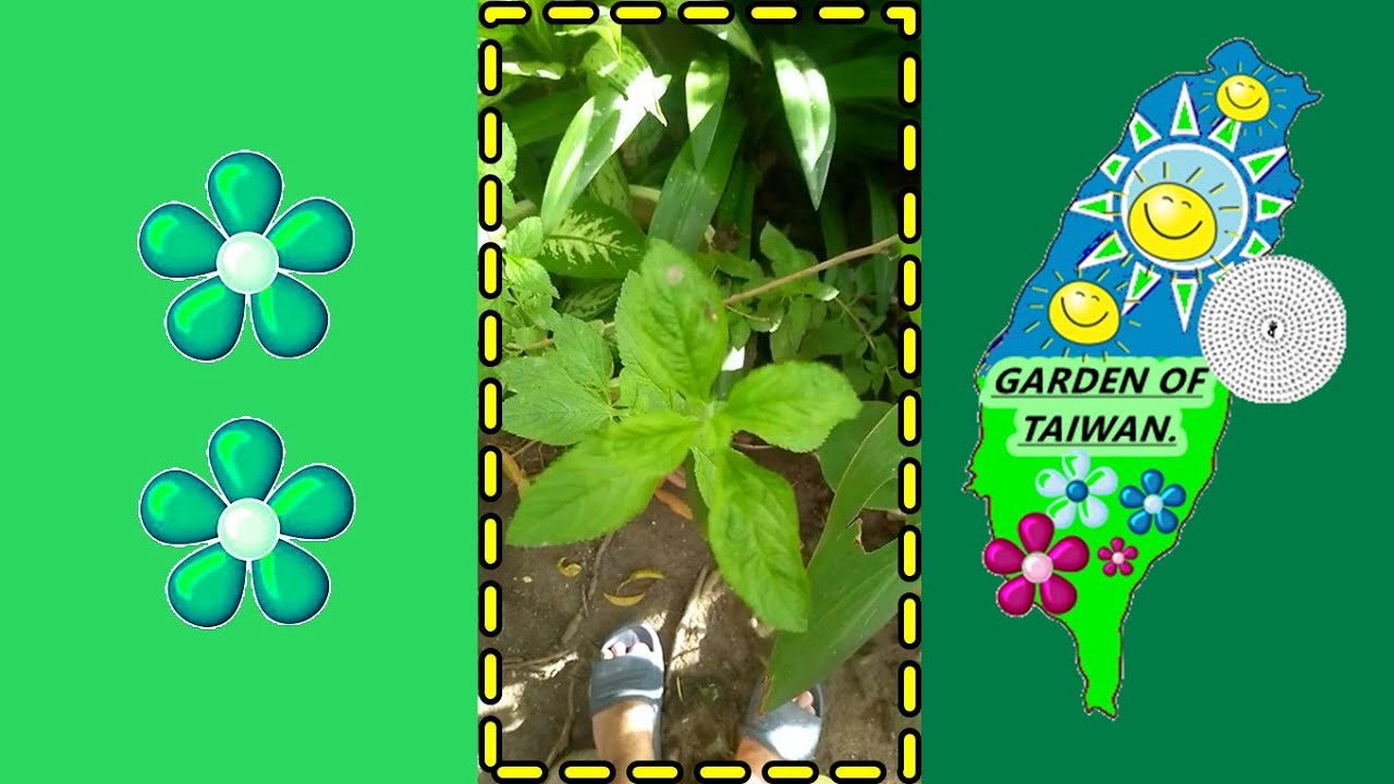 Mentha spicata