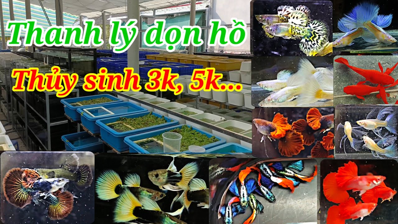 Guppy cá 7 màu #481: Soạn được một số bầy thủy sinh tập nuôi, combo thanh lý dọn hồ 