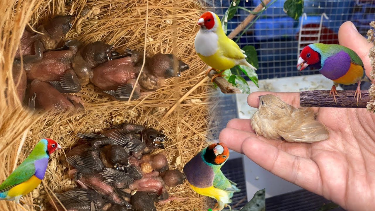 Gouldian finches breeding colony Progress || Gouldian finches breed in colony || Gouldian finch ||