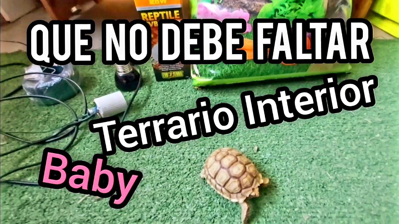 Tortuga Sulcata baby Terrario interior luz UVB , calor consejos