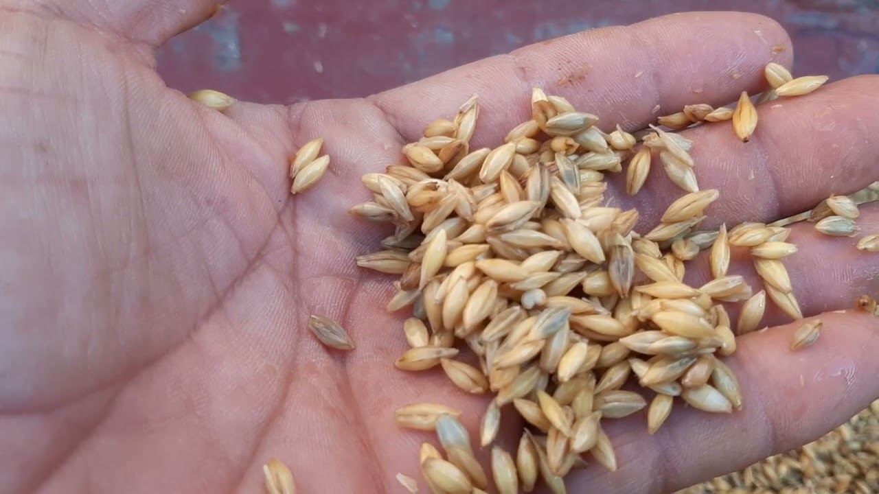 احسن تخليطة الغنم أو لخروف لي وليت كندير ليها