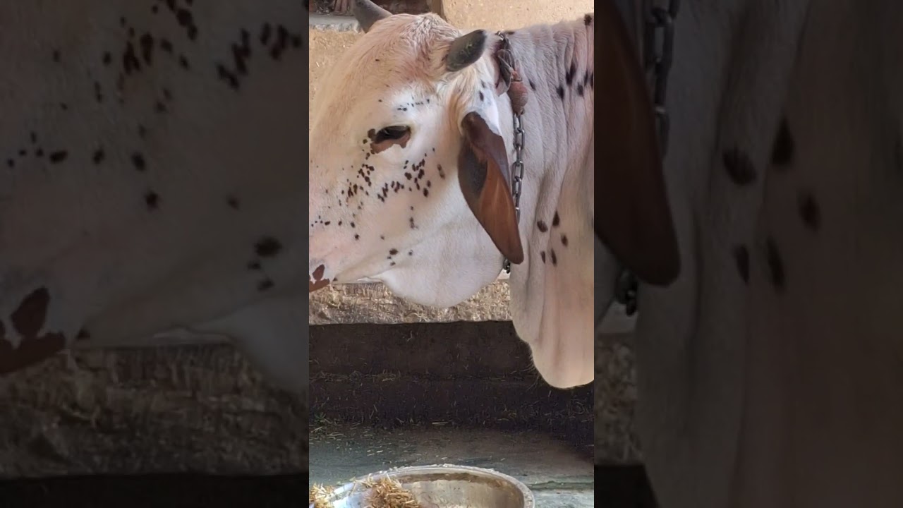Radha Kund Darshan Vrindavan Braj Darshan radhakund radha krishna prem part two