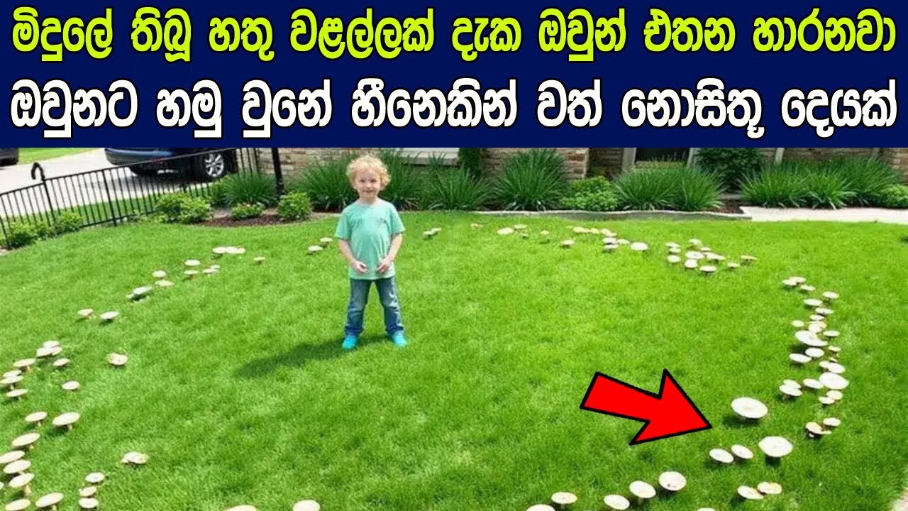 මිදුලේ තිබූ හතු වළල්ලක් දැක ඔවුන් එතන හාරනවා | ඔවුනට හමු වුනේ හීනෙකින් වත් නොසිතූ දෙයක්