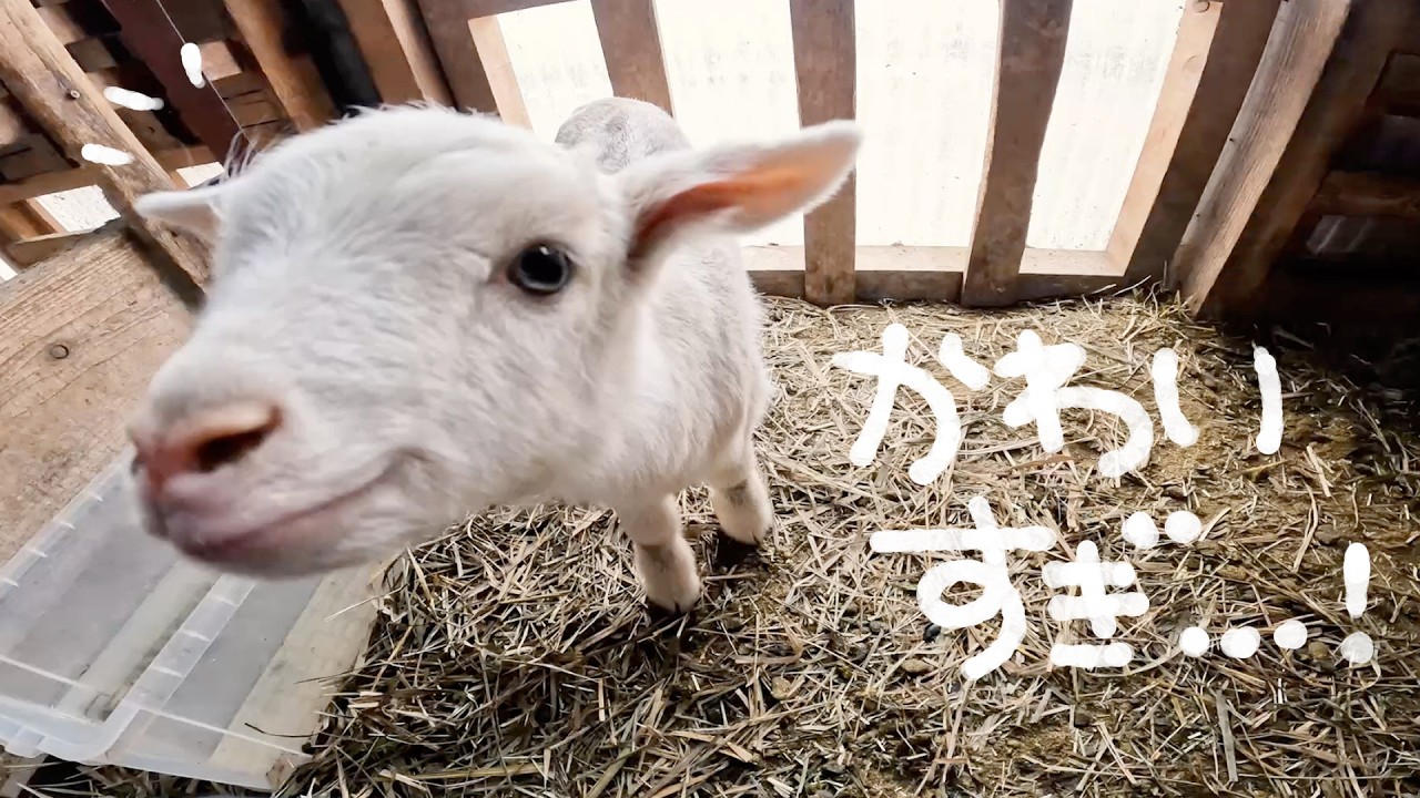 子ヤギが可愛すぎた山の手作り牧場｜Vlog