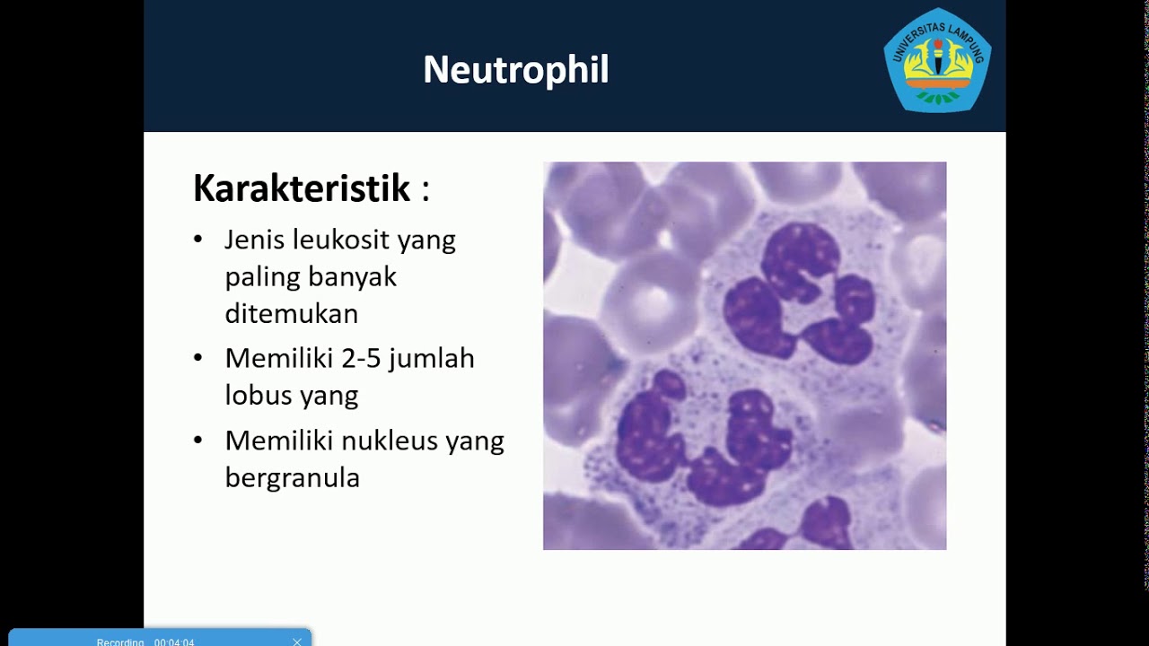 Praktikum Sel Darah - Cara membedakan sel darah pada preparat apus darah