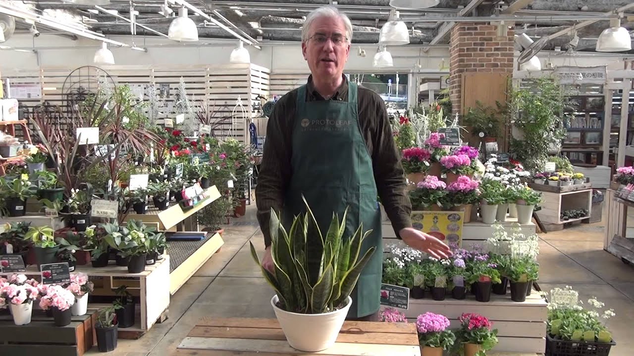 How to Care for Sansevieria