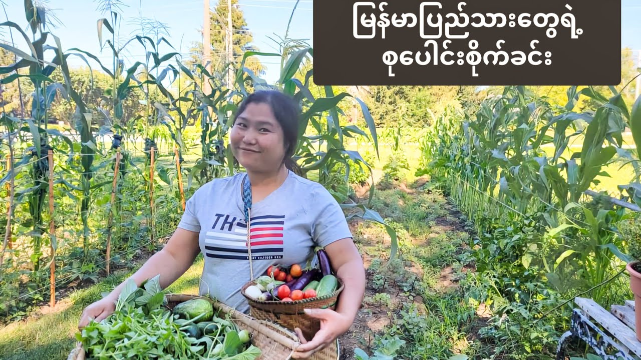 အမေရိကန်ကမြန်မာပြည်သားတွေရဲ့စုပေါင်းစိုက်ခင်း Myanmar community garden in Indiana,USA