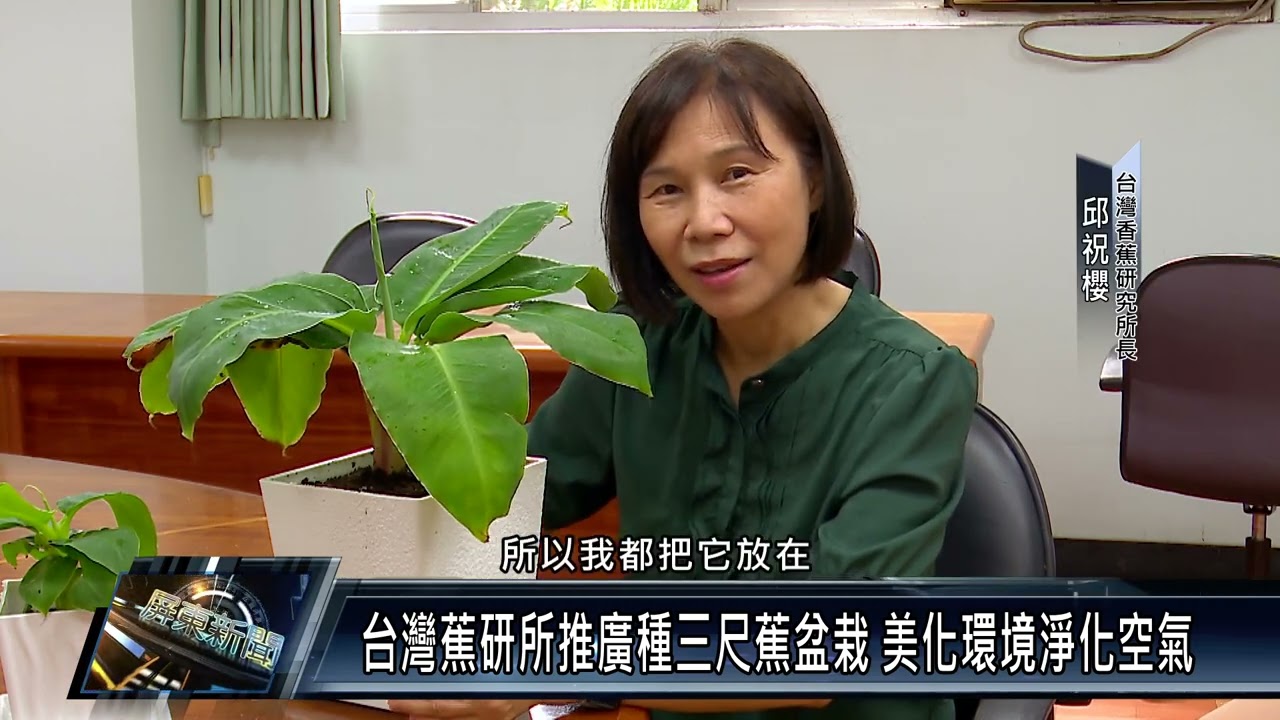台灣蕉研所推廣種三尺蕉盆栽 美化環境淨化空氣