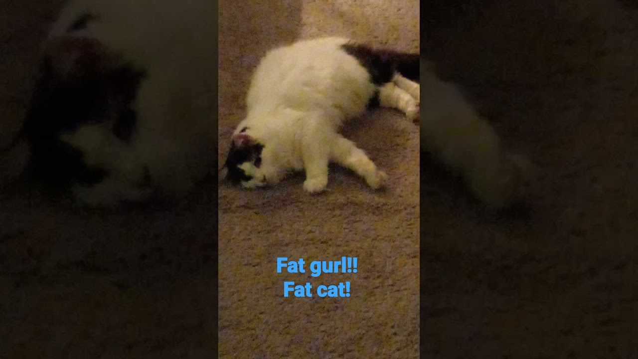 fat girl fat mama cat