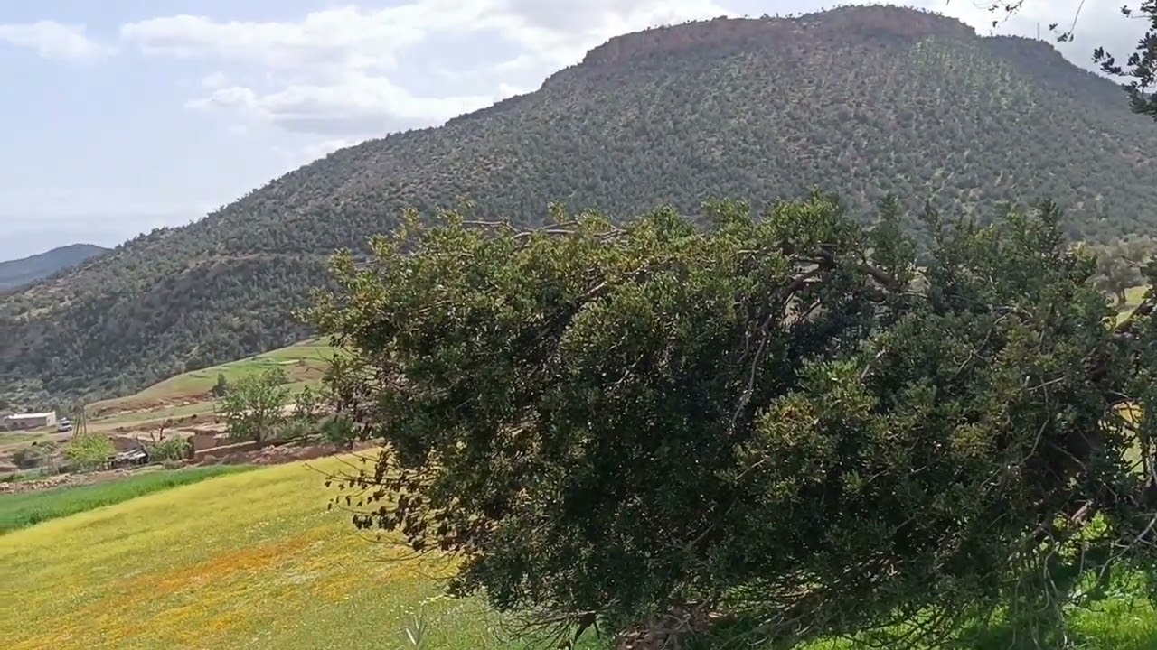 فيرما غي 30 مليون فقط إقليم صفرو همزا مكيناش فيها 400 زيتون على واد صالحة لمشروع خروب او الارض خاوية