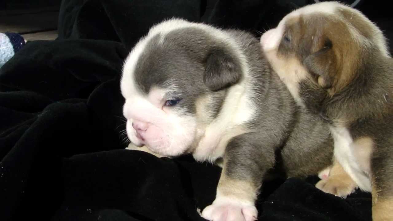 West Coast rare Bulldogs ALL Blue English Litter