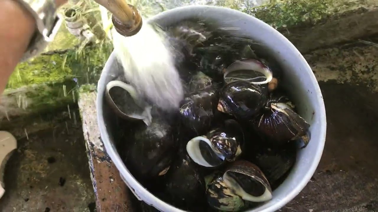 Catching Black River Conchs in Trinidad.