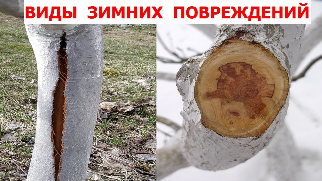 Зимние повреждения плодовых деревьев и их профилактика