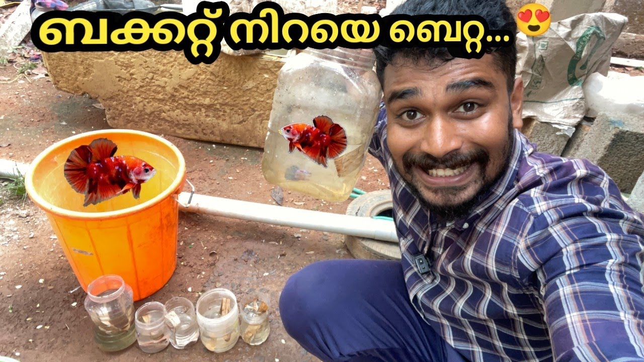 ബെറ്റ ഫിഷിനെ നാടൻ രീതിയിൽ ബ്രീഡ് ചെയ്താലോ...🥰 | breeding - part 1