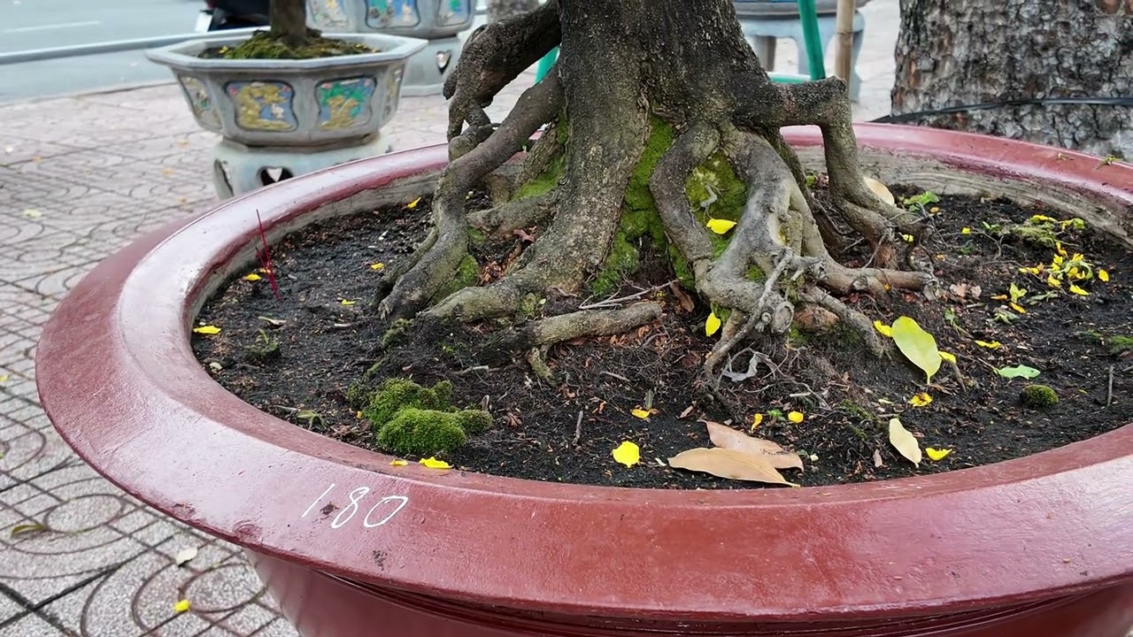 ĐA SẮC HOA MAI 
