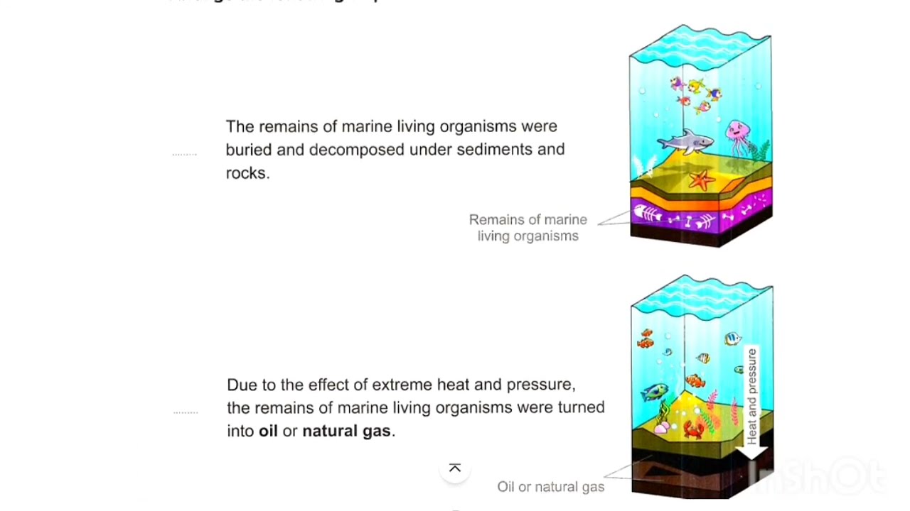 Science G4 Concept 3.2 lesson 3 Fossils fuel formation ساينس رابعة ابتدائى ترم تانى منهج جديد 2026