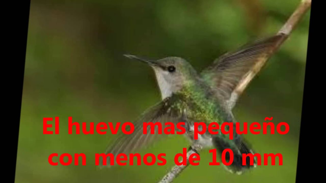 los records de las aves