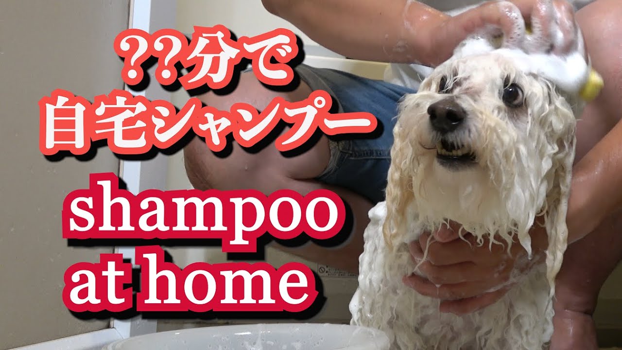 【セルフシャンプー】自宅のお風呂でシャンプーとリンスをする犬、ビションフリーゼのうたくん