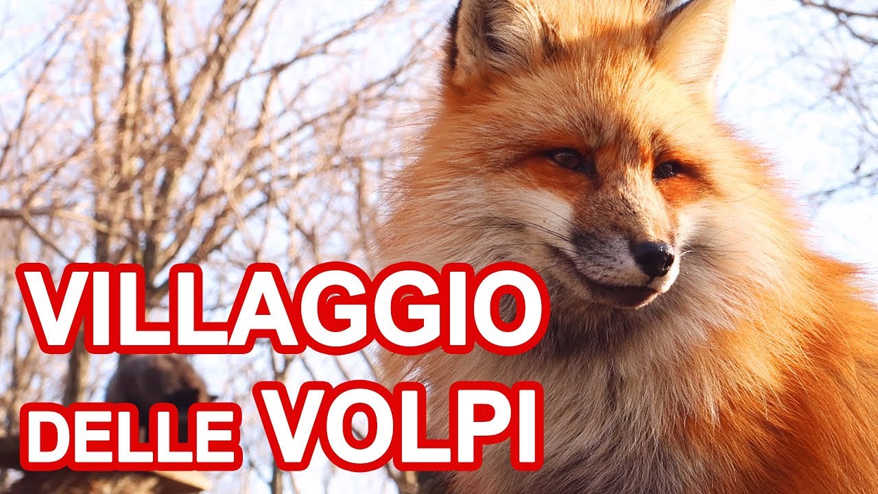 FOX VILLAGE: DOVE SI COCCOLANO VERE VOLPI IN GIAPPONE