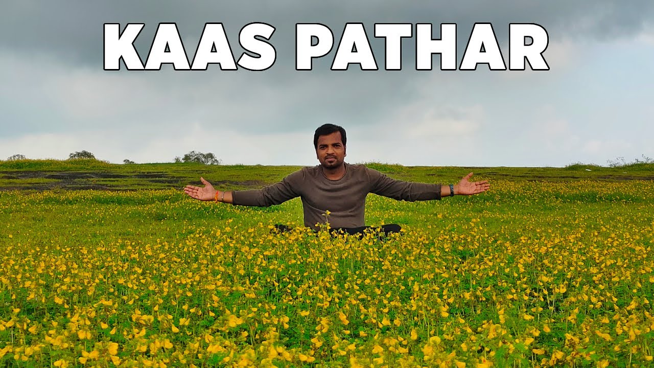 Kaas Pathar Satara | कास पठार | Kaas Plateau | The Valley of Flowers | Kaas Pathar Vlog