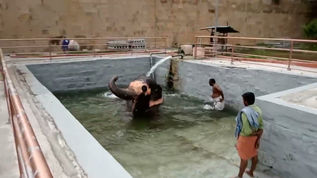 ELEPHANT BATH THIRUVANAIKOIL JAMBUKESHWARAM ELEPHANT AKILA AKHILA #elephant #pets #trending #viral
