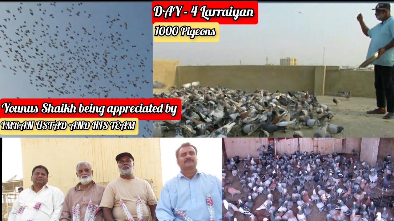 DAY - 4 Younus Shaikh Pigeons Larraiyan || Aur IMRAN USTAD ne appreciate kya 200 kabootar ki dour pe