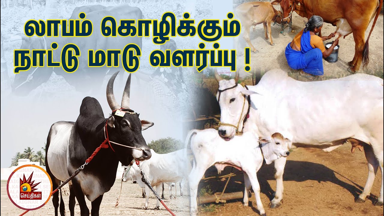 17 மாடுகள் 150 லிட்டர் பால் - வருமானம் கொழிக்கும் நாட்டு மாடு வளர்ப்பு | Organic Milk | Naatu Maadu