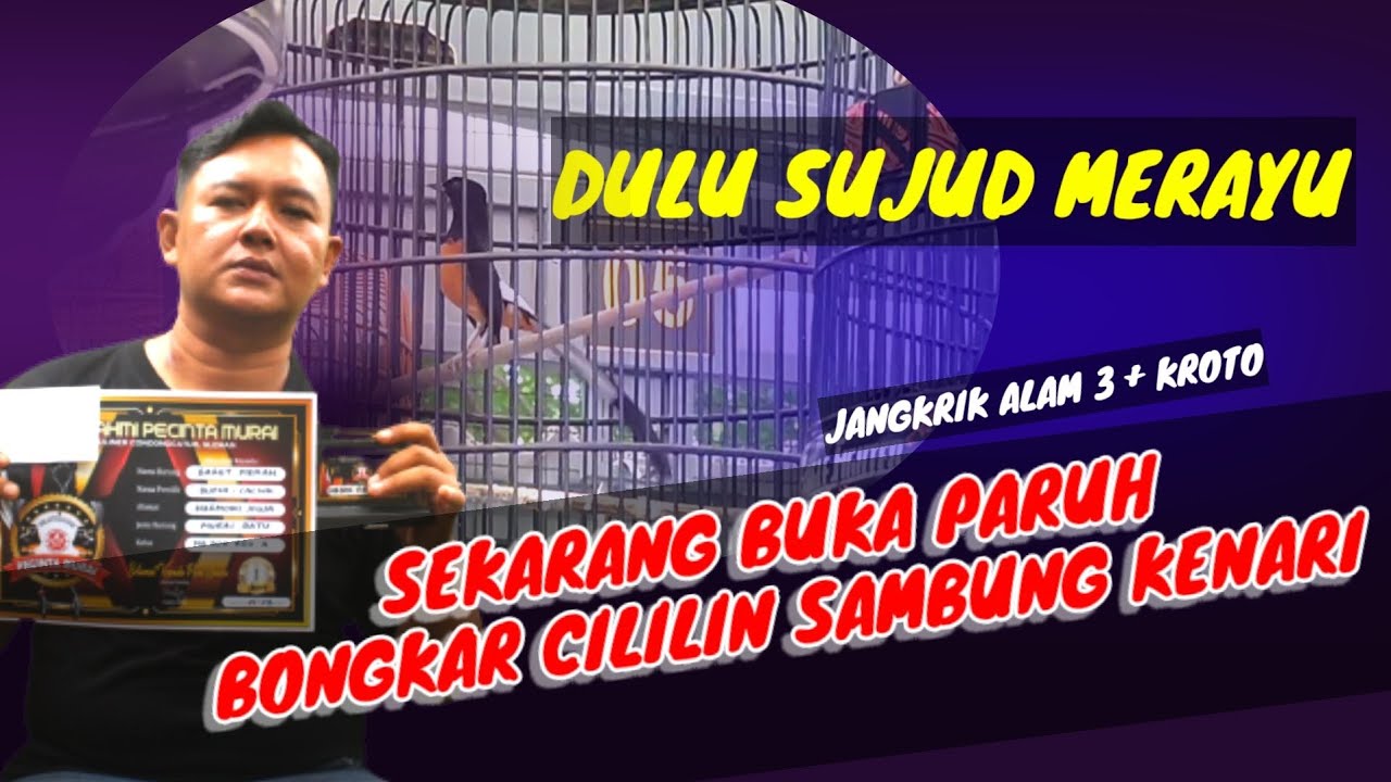 Murai BARET MERAH Dulu Sujud Merayu Sekarang Buka Paruh Tembakan Panjang